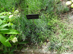 Dianthus pyrenaicus