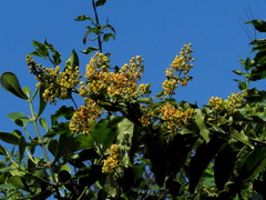 Heteropterys intermedia