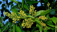 Heteropterys intermedia