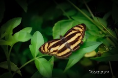 Limenitidinae