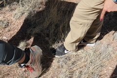 Aspidoscelis neomexicanus