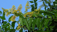 Heteropterys intermedia