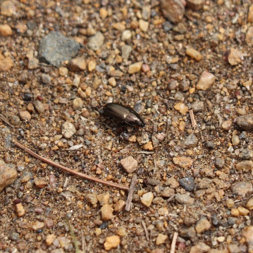 Common Sun Beetle photo 5