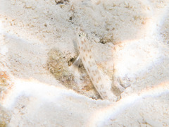 Ctenogobiops feroculus