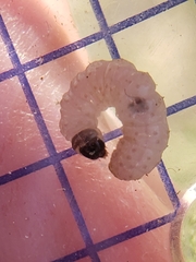 Endothenia gentianaeana