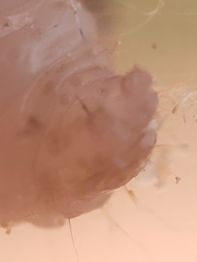 Endothenia gentianaeana