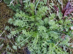 Tripleurospermum inodorum
