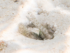 Ctenogobiops feroculus