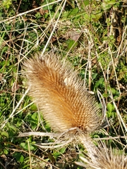 Endothenia gentianaeana