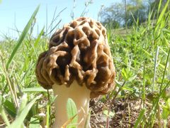 Morchella esculenta