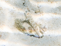 Ctenogobiops feroculus