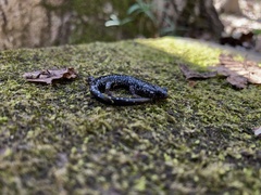 Plethodon glutinosus