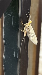 Maccaffertium mediopunctatum