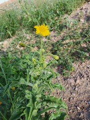 Osteospermum microcarpum microcarpum