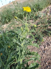 Osteospermum microcarpum microcarpum