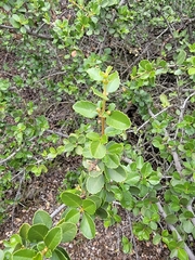Ceanothus ferrisiae