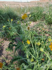 Osteospermum microcarpum microcarpum