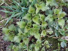 Urtica dioica