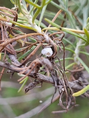 Rhopalomyia floccosa