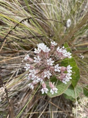 Asclepias humistrata image