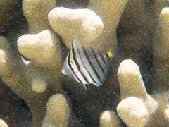 Zebrasoma