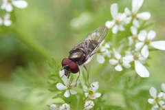 Platycheirus trichopus