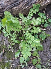 Chelidonium majus