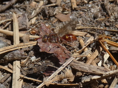 Nomada maculata