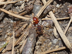 Nomada maculata