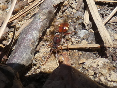 Nomada maculata