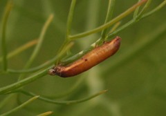 Rogadinae