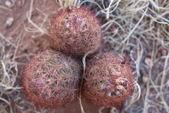 Echinomastus intertextus