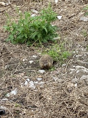 Marmota monax