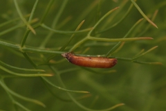 Rogadinae