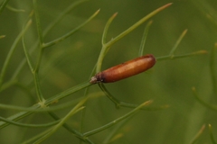 Rogadinae