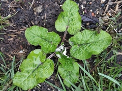 Arctium