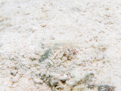 Vanderhorstia ornatissima