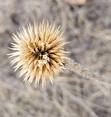 Echinacea angustifolia