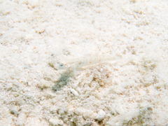 Vanderhorstia ornatissima