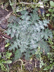 Cirsium vulgare