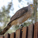 African Goshawk - Photo (c) Dick Daniels, some rights reserved (CC BY-SA)