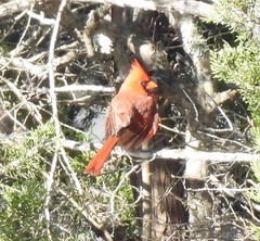 Cardinalis cardinalis