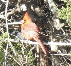 Cardinalis cardinalis