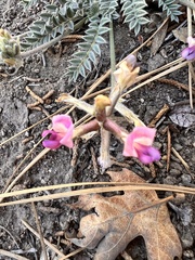 Astragalus leucolobus