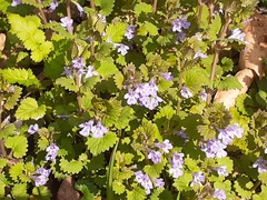 Glechoma hederacea