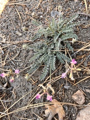 Astragalus leucolobus
