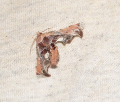 Eutelia pulcherrimus