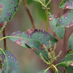 Diaporthe kalmiae