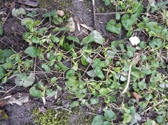 Viola odorata