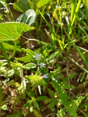 Richardia grandiflora
